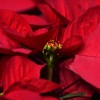 Mikulásvirág, a kedvenc karácsonyi szobanövény