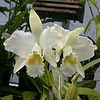 Mik az orchideák nevelésének titkai? - 2. rész