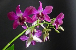 Hogyan gondozzuk a Dendrobium orchideákat?