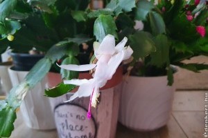 Karácsonyi kaktusz: hogyan bírjam virágzásra?