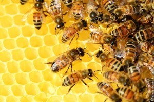 A méhpempő: miért annyira értékes gyógymód?