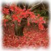 Az ősz színei a kertemben- a Budai Kertcentrum 2009 őszi fotópályázata