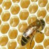 Mit nevezzünk méznek?- új rendelet született