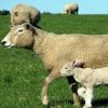 A húsvéti bárány már nem sláger?