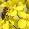 Kevés repcemézre számítanak idén a méhészek
