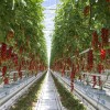 2019-es ígéret: 91 hektár zöldségtermesztő üvegház épül