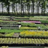 A legnagyobb hazai kertészetek: Oázis, Newgarden, Fitoland