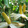 Van génmódosított kukorica hazánkban?