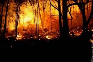 Kánikulában az erdőtűznek is nagyobb a veszélye