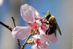 A méhekre veszélyt jelentő vegyszerek korlátozását kéri a Greenpeace