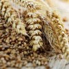 Tritikálé az egészséges és ellenálló gabona