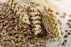 Tritikálé az egészséges és ellenálló gabona
