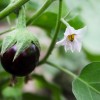 Mi fán terem a padlizsán (Solanum melongena)?
