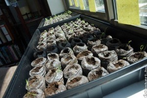 Növények az ablakpárkányon - készüljünk elő a magvetésre