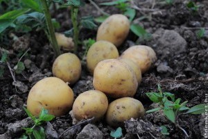 A burgonya előcsíráztatásával hamarabb lesz újkrumplink