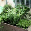 Mini csemege-erkély: fűszernövények, gyümölcsök a teraszról