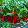 8 zöldség, ami jól fejlődik félárnyékos kertben is