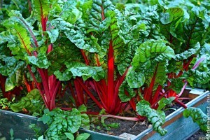 8 zöldség, ami jól fejlődik félárnyékos kertben is